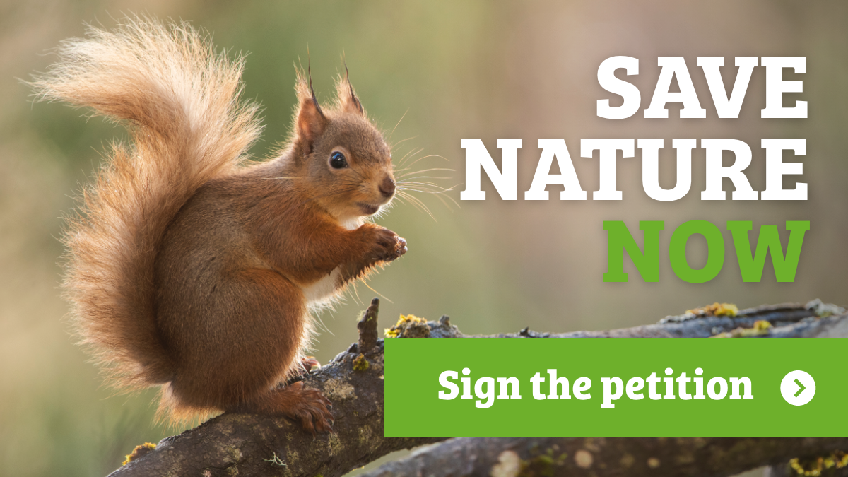 Twitter Social tile squirrel