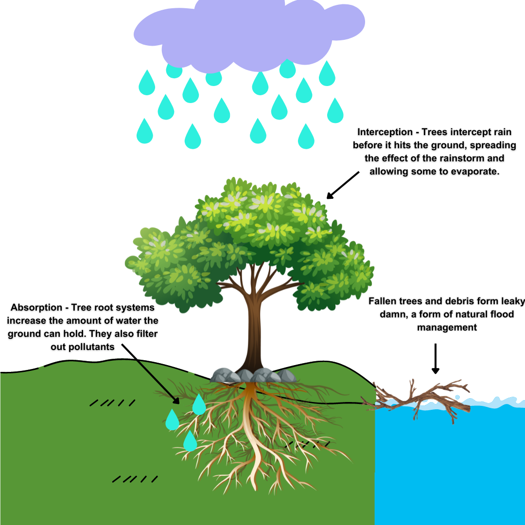 National Tree Week The Many Benefits of Trees The Rivers Trust