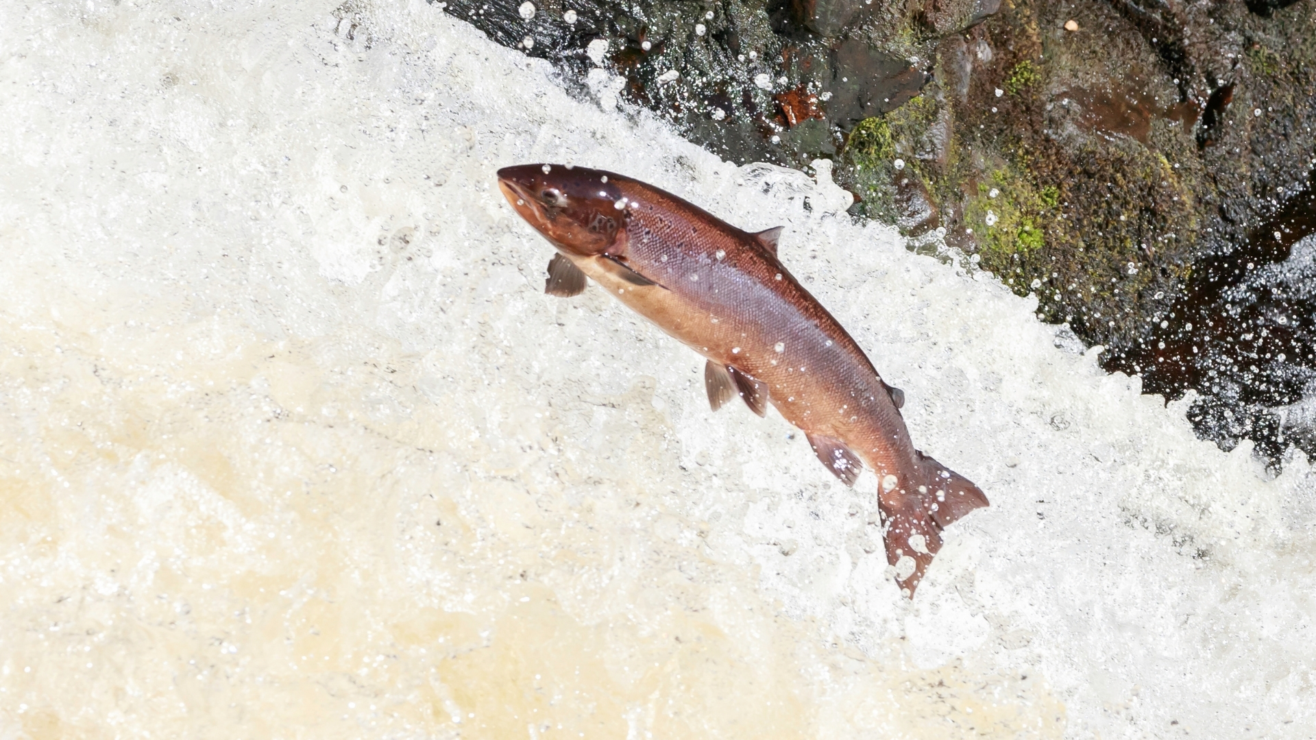 Atlantic salmon leaping in river