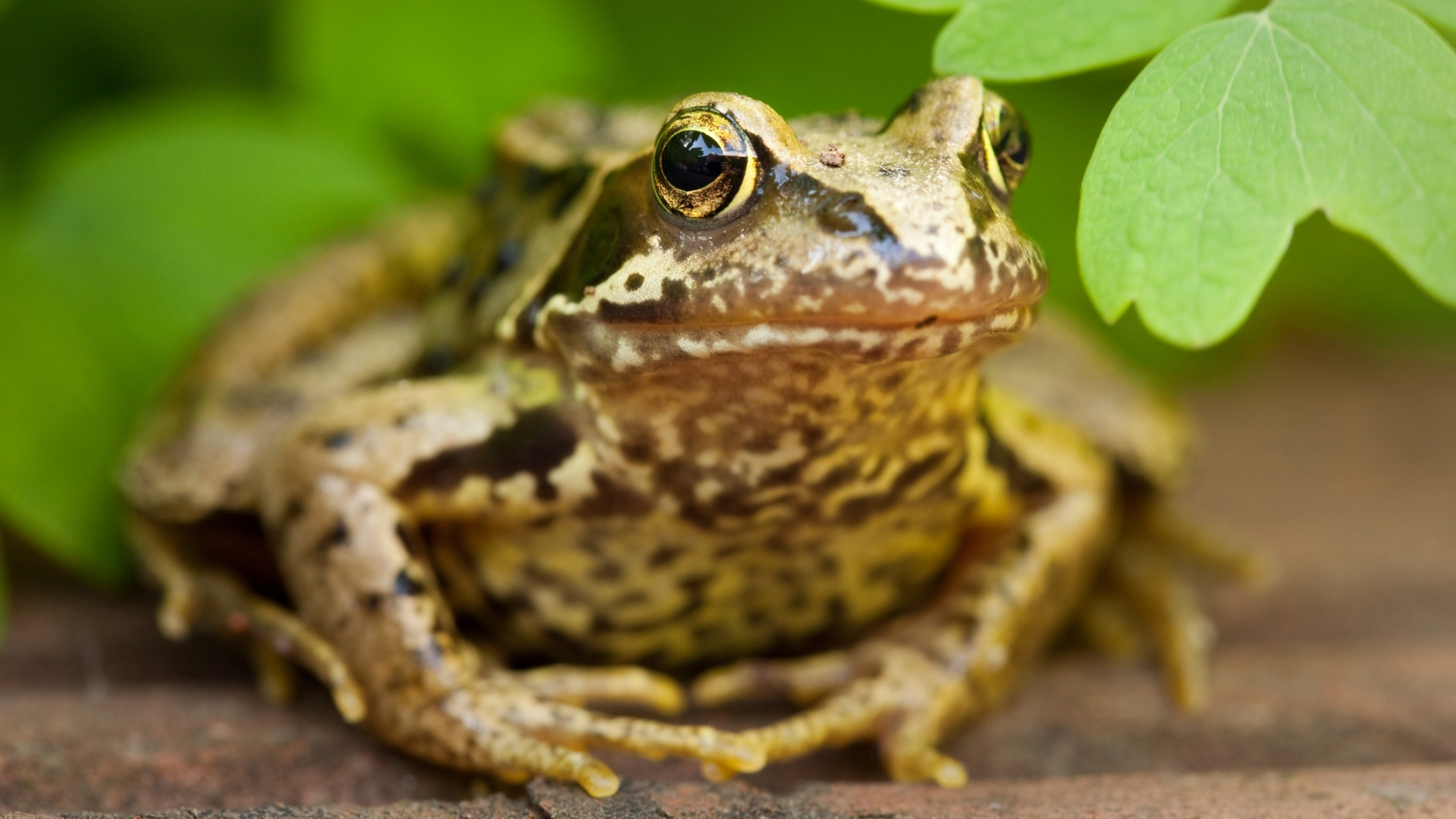 Frog beside river