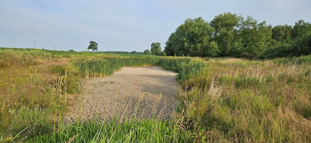 a completely dried out pond as part of a wetland