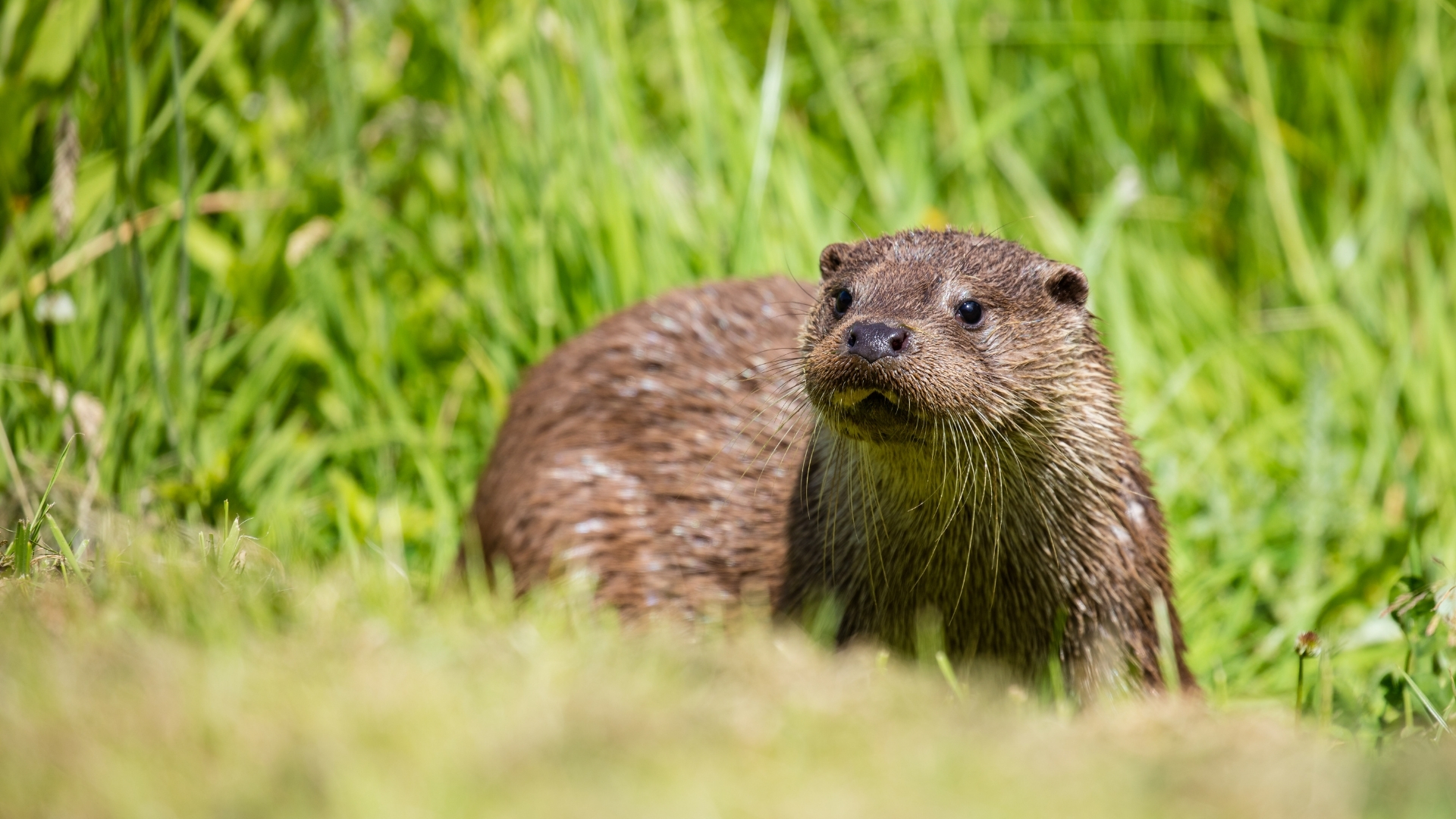 Otter beside river