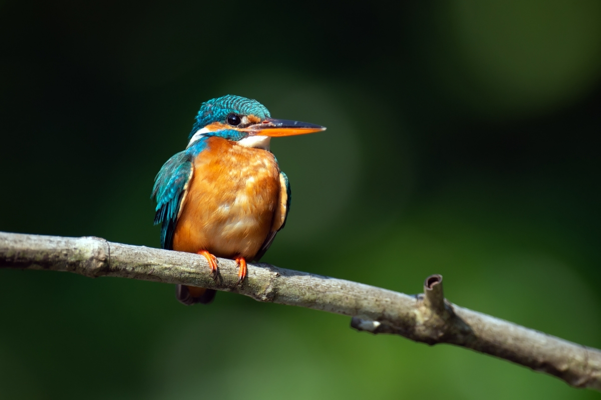 Kingfisher