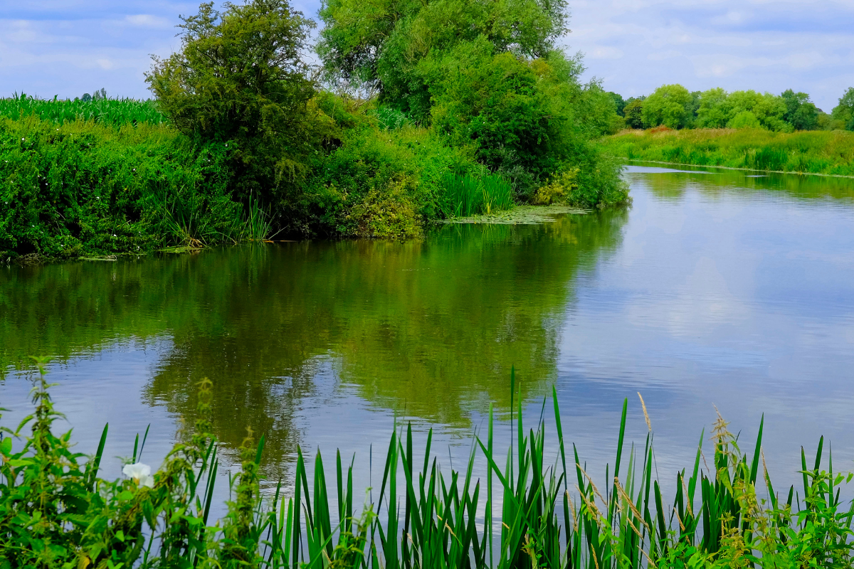 river scene with green reeds in foreground and trees in the background
