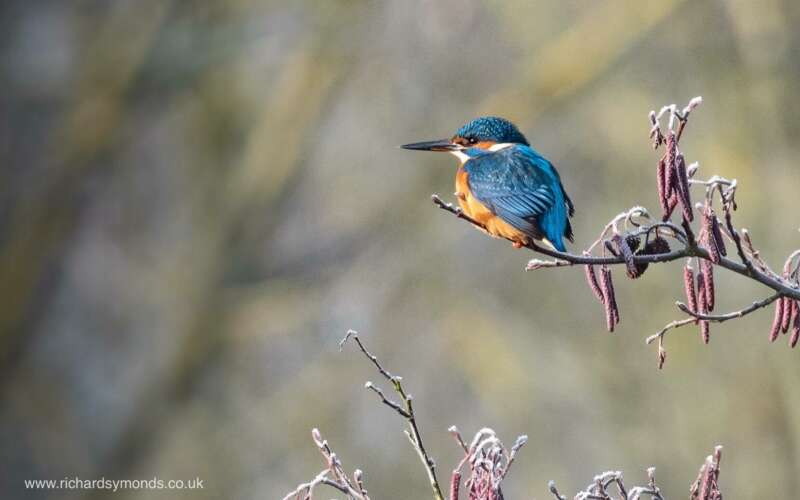 Kingfisher