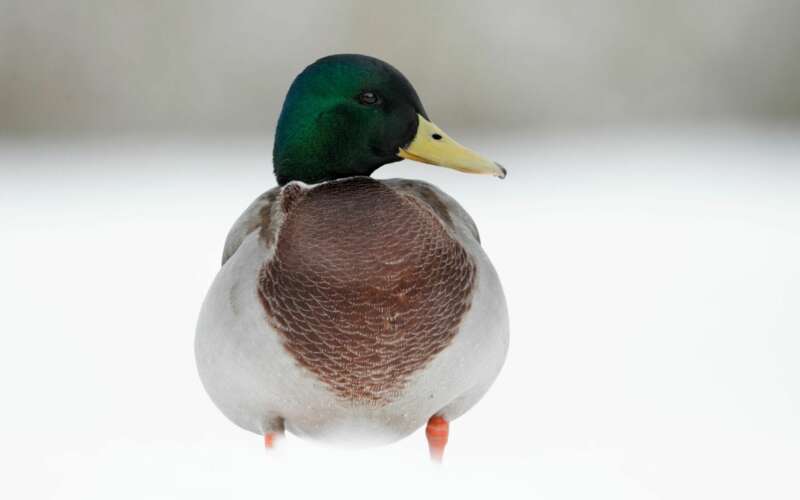 Duck in snow