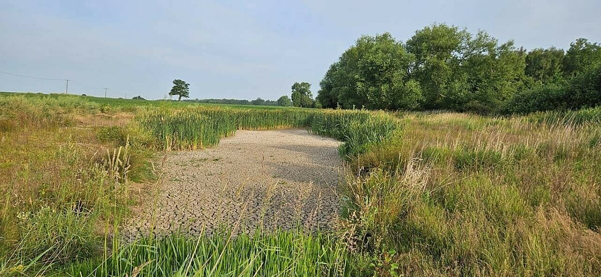 a completely dried out pond as part of a wetland