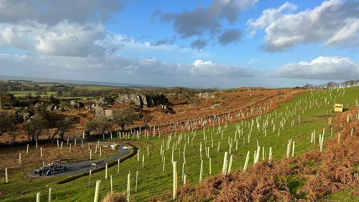 Wide landscape image of a tree planting site