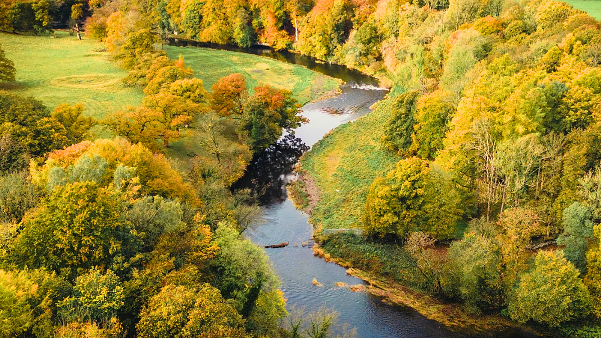 Aerial view of river running through trees