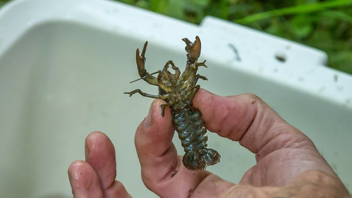 a hand holds a small crayfish