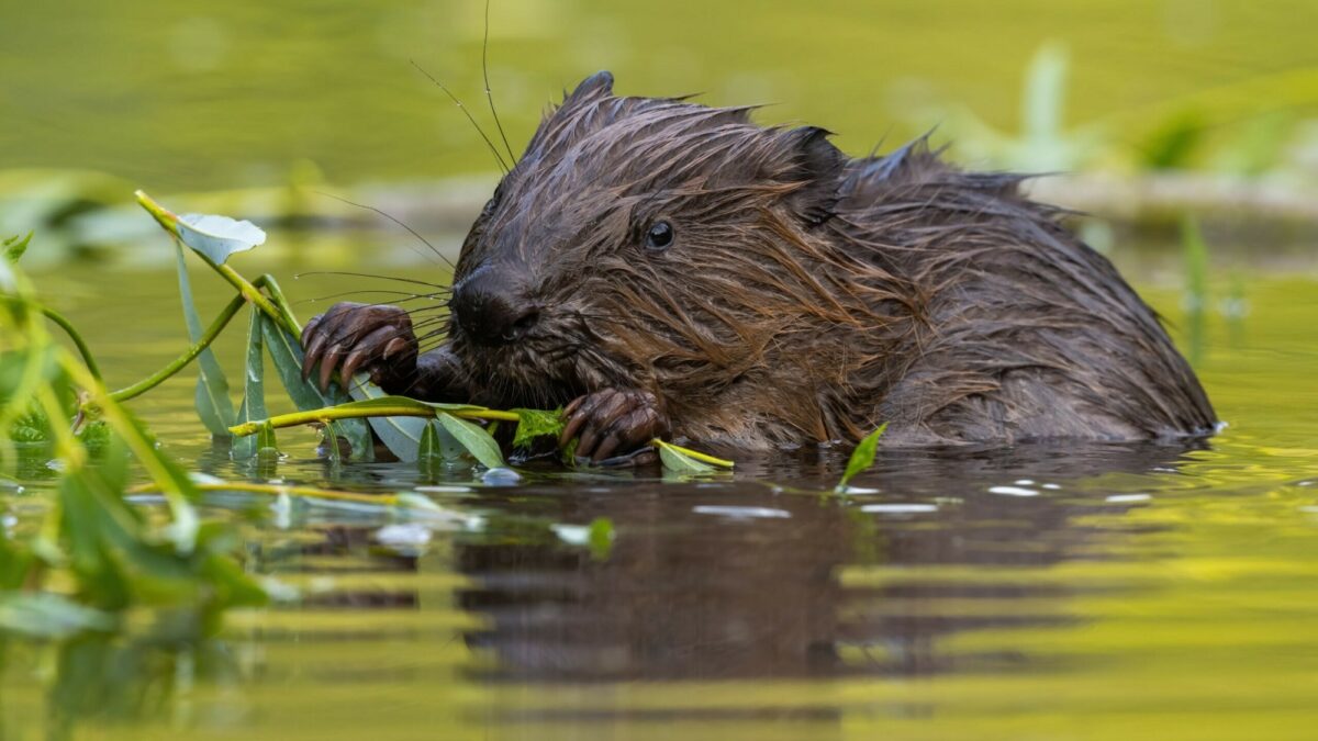 A fluffy brown beaver sits in shallow water chewing a small branch of green willow