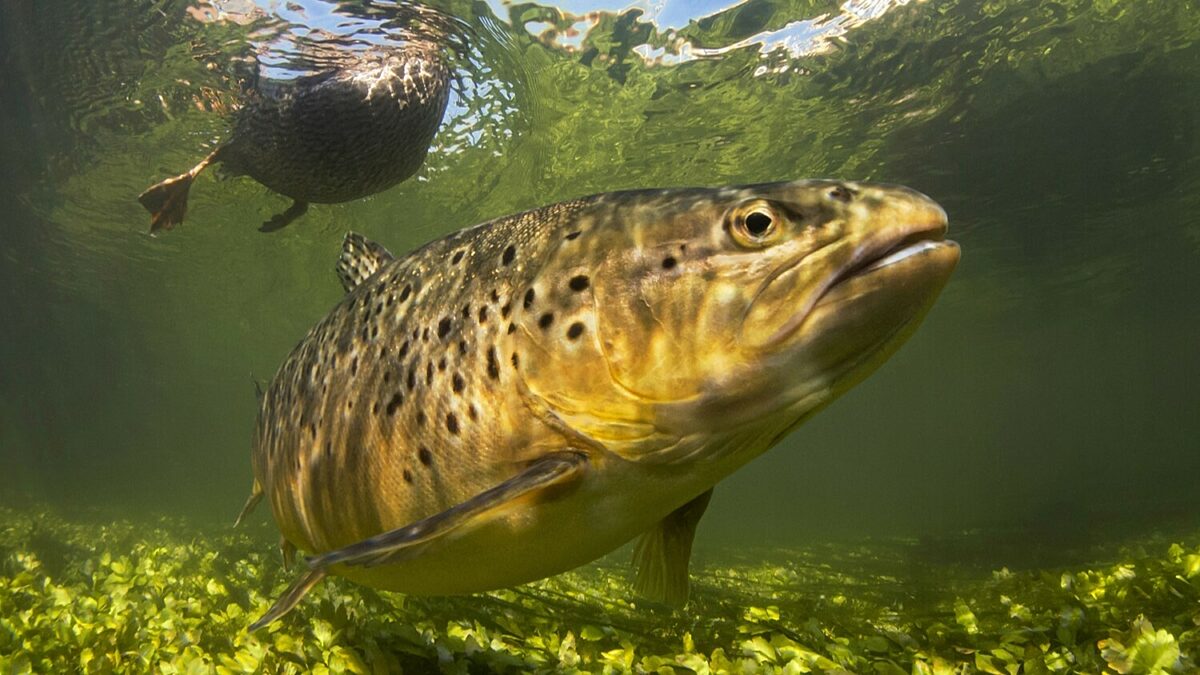 underwater image of a large brown spotty fish