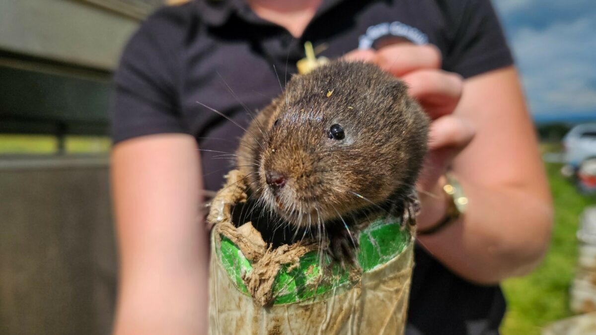 a small brown mammal is held on a cardboard tube