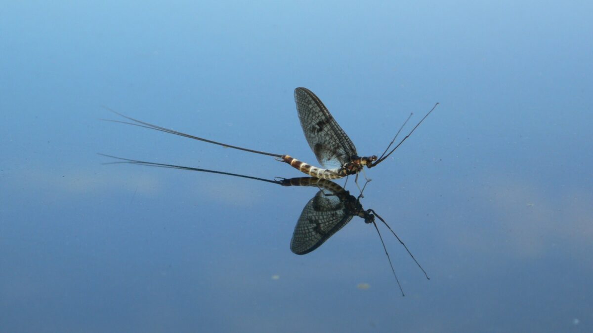 A delicate insect with a long thin tail and arched wings sits on the surface of blue water