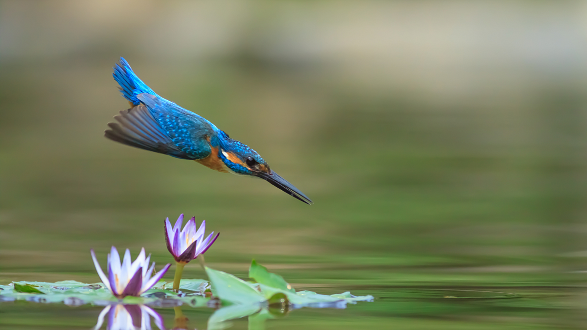 Kingfisher diving into river