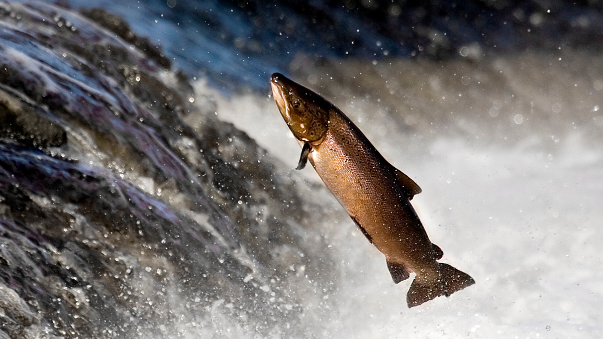 Salmon leaping Tyne river