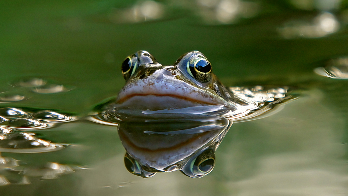 Frog peeping out of pond