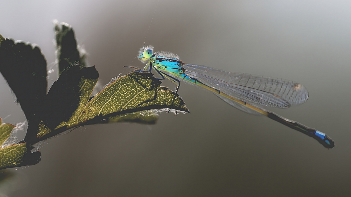 Damselfly on leaf