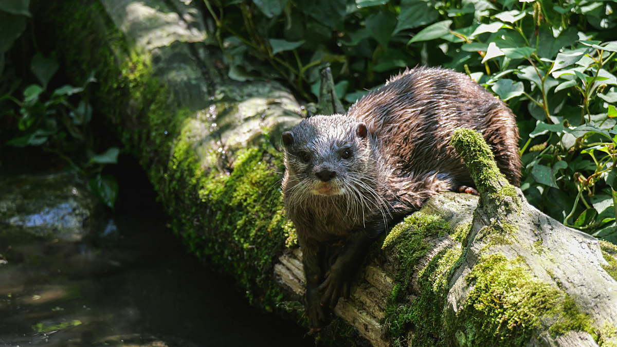 Otter in river