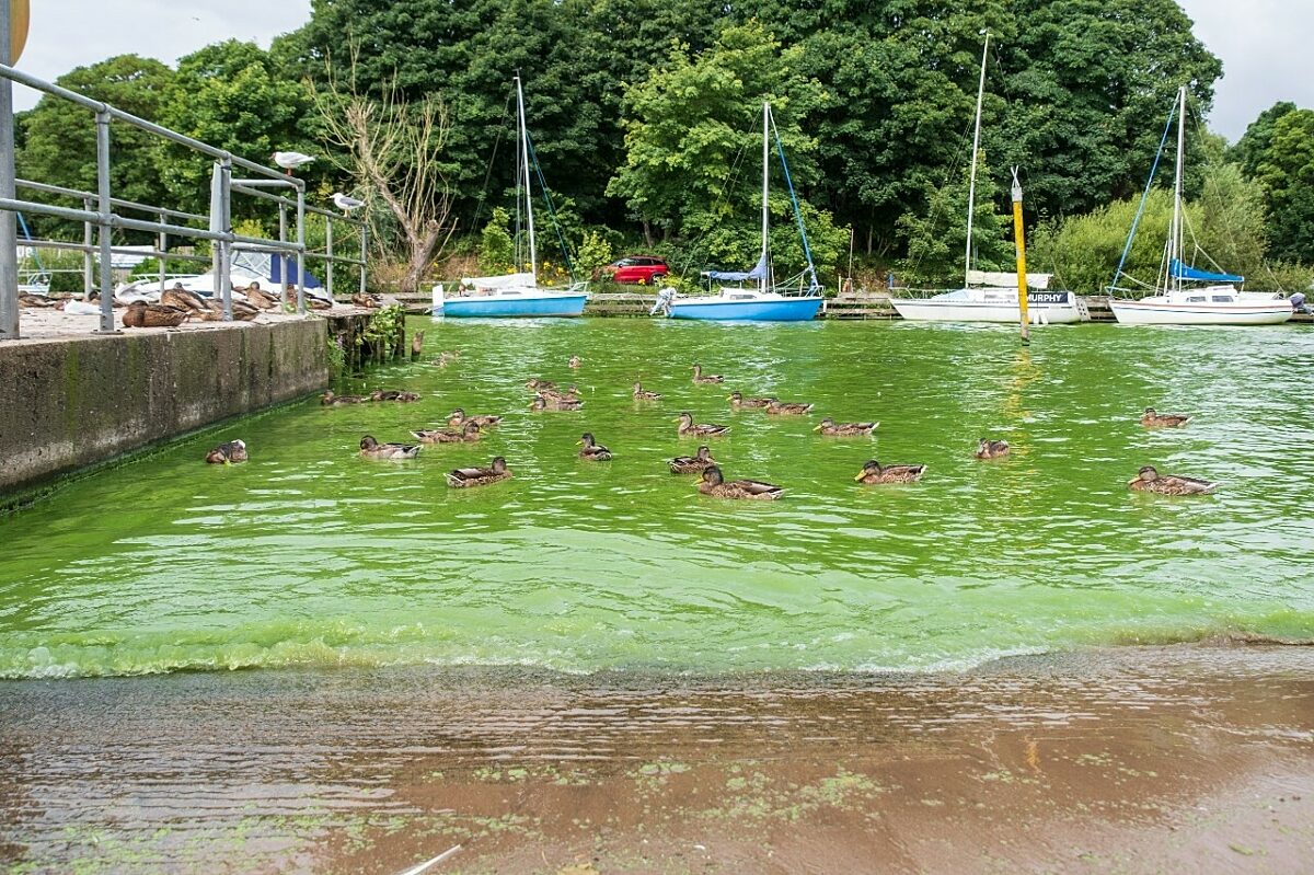 Ducks in marina water with bright green algal bloom