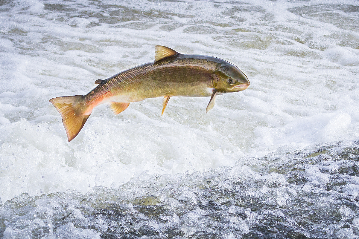 Atlantic salmon leaping over rushing white water