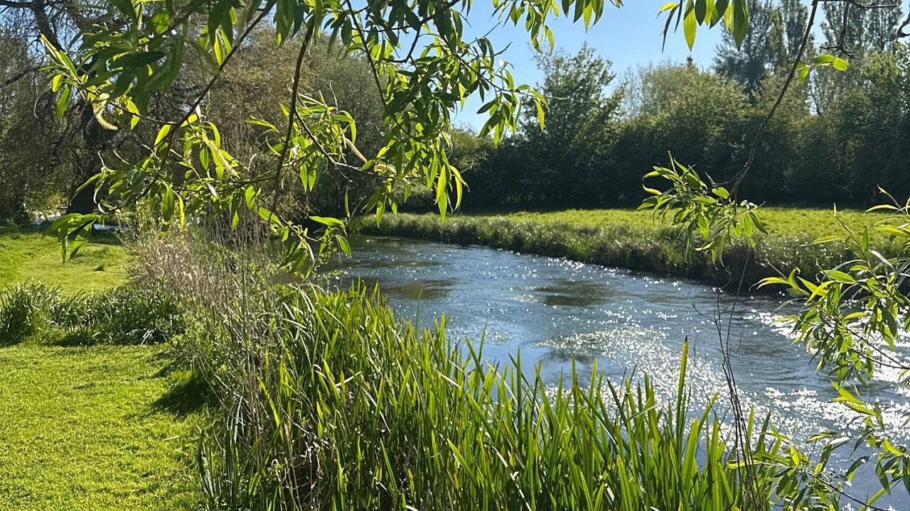 peaceful scene with a clear river, plants emerging from the banks and willow trees