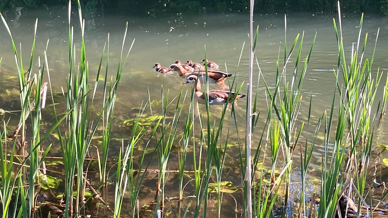 a family of ducks paddles on a clear river