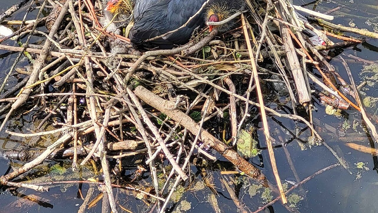 a moorhen and chicks sit on a nest