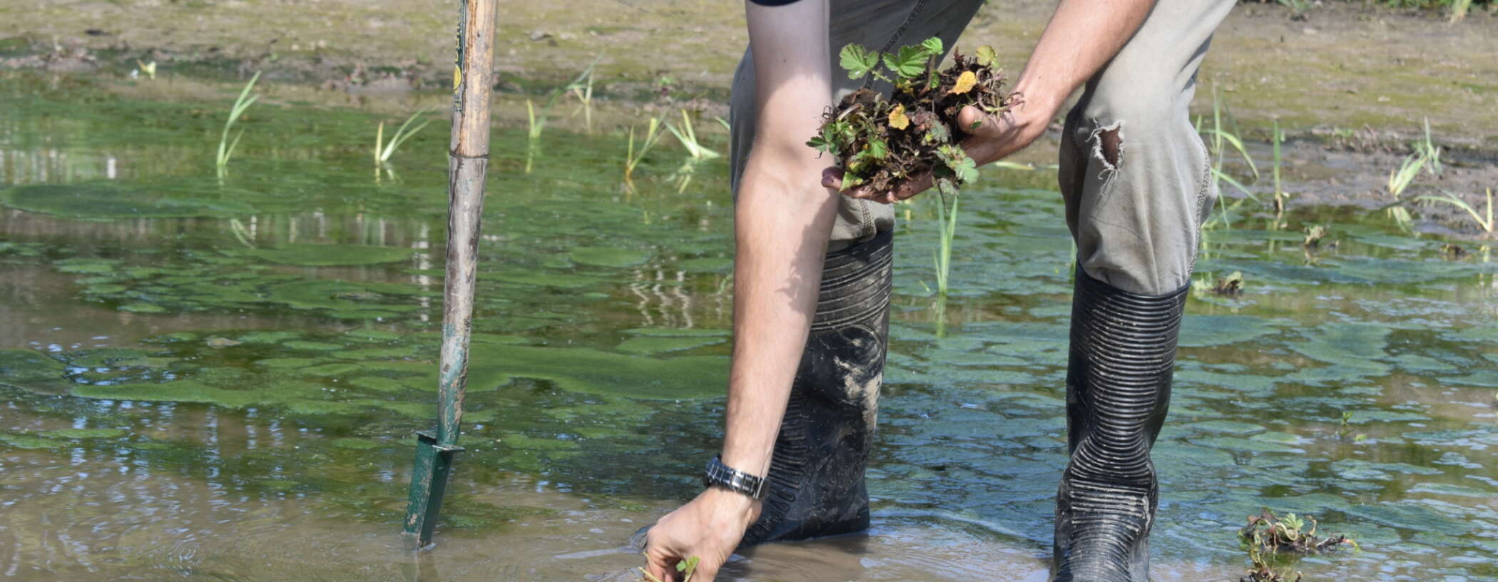 man planting wetland