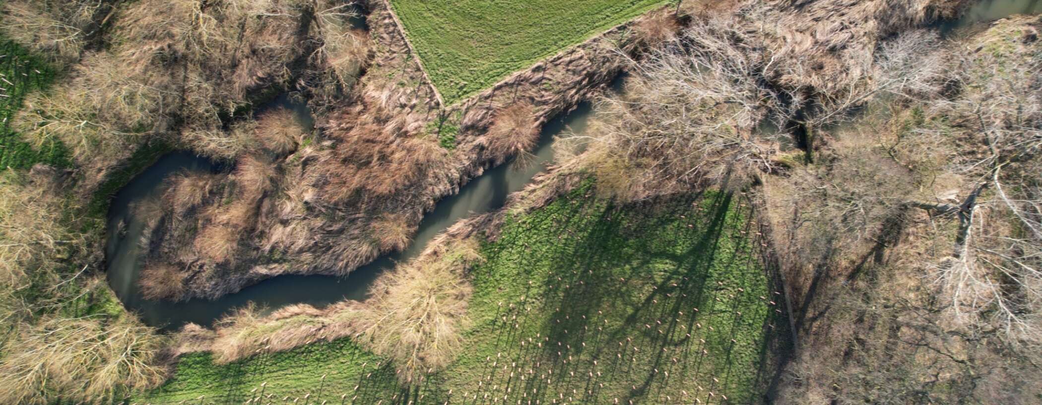 aerial shot of a river with new trees planted along one of its banks