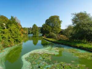 View of a river with trees either side and the water green in colour due to algae