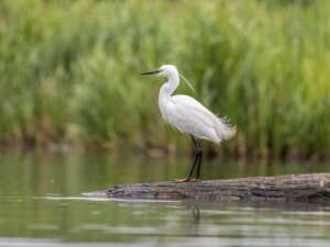 Little egret stood on a patch of ground looking across the water of a river.