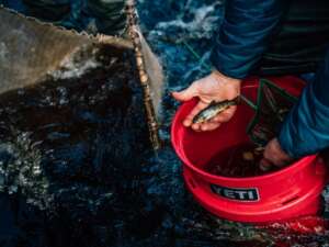 Red bucket in river next to a net with a hand above the bucket holding a small juvenile salmon