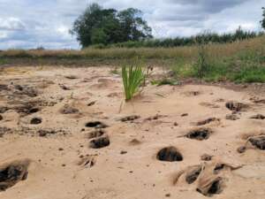 A sandy dry riverbed