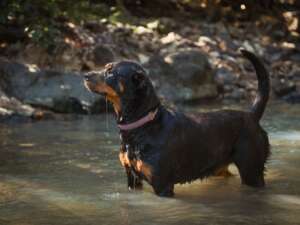 A black dog stands in a shallow river