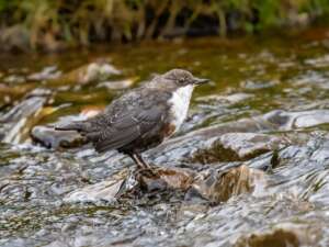 A small brown bird with a white throat stands on a rock in a flowing river