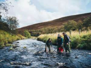 Three individuals stand in a shallow river, wearing waders, conducting an electrofishing survey