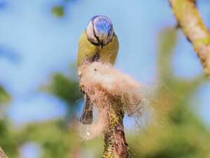 A blue tit looks at a bundle of animal hair it has collected