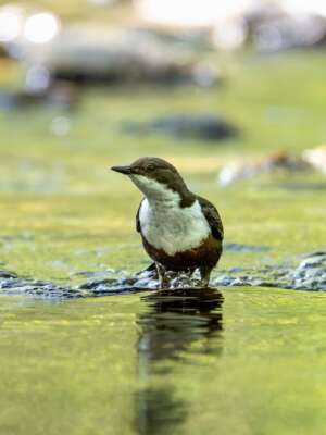 A dipper bird stood in a river looking to the left of the image