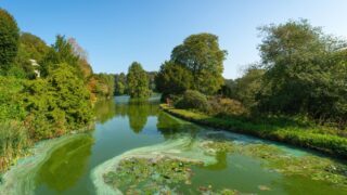 View of a river with trees either side and the water green in colour due to algae