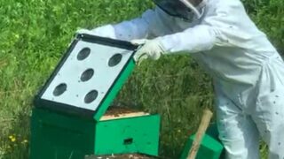 Beekeeper in a field lifting up the lid of a hive