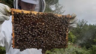 Beekeeper stood holding a piece of the hive covered in bees