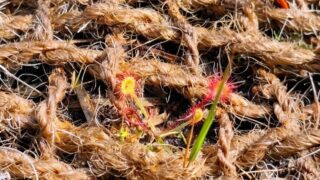 Sundew plant on a peatland