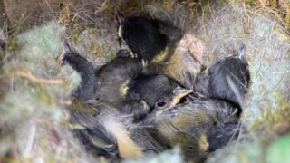 baby blue tits are in a nest lined with fluff and fur