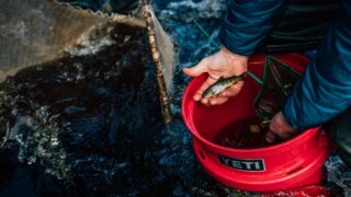Red bucket in river next to a net with a hand above the bucket holding a small juvenile salmon