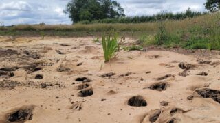 A sandy dry riverbed