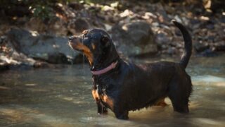 A black dog stands in a shallow river