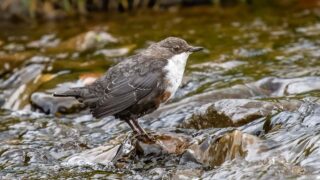 A small brown bird with a white throat stands on a rock in a flowing river