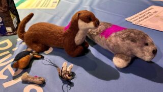 Needle felt animals including otter, seal, kingfisher, minnow, and mayfly