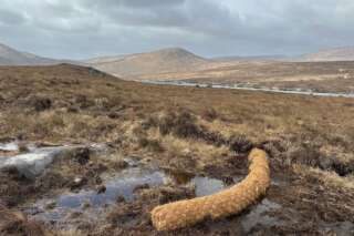 Long coir log in foreground of a peatland landscape